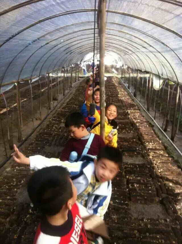 杭州亞運(yùn)會(huì)官方靈芝產(chǎn)品供應(yīng)商|杭州亞運(yùn)會(huì)官方供應(yīng)商|中國(guó)靈芝十大品牌|仙客來(lái)靈芝|仙客來(lái)靈芝破壁孢子粉|仙客來(lái)孢子油|仙客來(lái)靈芝飲片|仙客來(lái)破壁孢子粉|靈芝孢子油|孢子粉|靈芝破壁孢子粉|靈芝|中華老字號(hào)