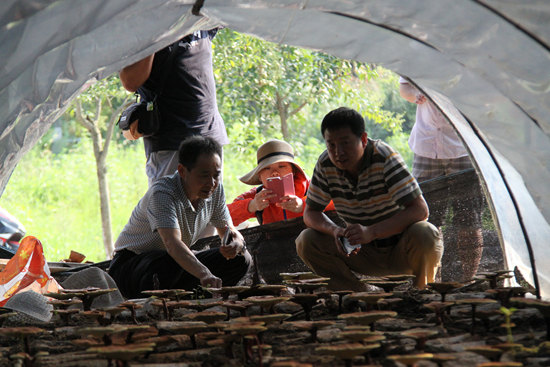 杭州亞運會官方靈芝產品供應商|杭州亞運會官方供應商|中國靈芝十大品牌|仙客來靈芝|仙客來靈芝破壁孢子粉|仙客來孢子油|仙客來靈芝飲片|仙客來破壁孢子粉|靈芝孢子油|孢子粉|靈芝破壁孢子粉|靈芝|中華老字號 杭州亞運會官方靈芝產品供應商|杭州亞運會官方供應商|中國靈芝十大品牌|仙客來靈芝|仙客來靈芝破壁孢子粉|仙客來孢子油|仙客來靈芝飲片|仙客來破壁孢子粉|靈芝孢子油|孢子粉|靈芝破壁孢子粉|靈芝|中華老字號