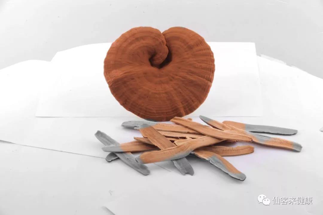 中國靈芝十大品牌|仙客來靈芝|仙客來靈芝破壁孢子粉|仙客來孢子油|仙客來靈芝飲片|仙客來破壁孢子粉|仙客來靈芝中藥飲片|馳名商標(biāo)|m.sinishell.cn| 中國靈芝十大品牌|仙客來靈芝|仙客來靈芝破壁孢子粉|仙客來孢子油|仙客來靈芝飲片|仙客來破壁孢子粉|仙客來靈芝中藥飲片|馳名商標(biāo)|m.sinishell.cn|