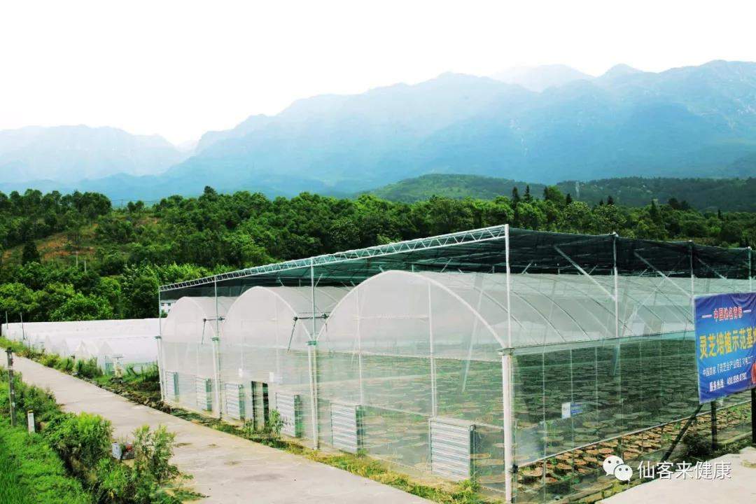 中國靈芝十大品牌|仙客來靈芝|仙客來靈芝破壁孢子粉|仙客來孢子油|仙客來靈芝飲片|仙客來破壁孢子粉|仙客來靈芝中藥飲片|馳名商標(biāo)|m.sinishell.cn| 中國靈芝十大品牌|仙客來靈芝|仙客來靈芝破壁孢子粉|仙客來孢子油|仙客來靈芝飲片|仙客來破壁孢子粉|仙客來靈芝中藥飲片|馳名商標(biāo)|m.sinishell.cn|