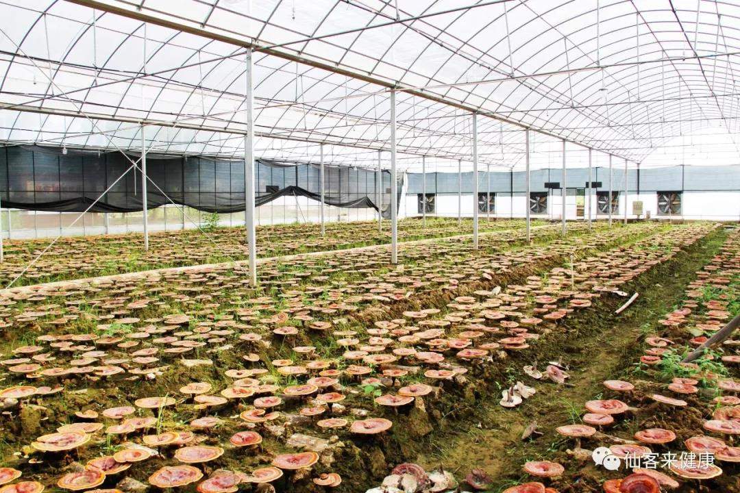 中國靈芝十大品牌|仙客來靈芝|仙客來靈芝破壁孢子粉|仙客來孢子油|仙客來靈芝飲片|仙客來破壁孢子粉|仙客來靈芝中藥飲片|馳名商標(biāo)|m.sinishell.cn| 中國靈芝十大品牌|仙客來靈芝|仙客來靈芝破壁孢子粉|仙客來孢子油|仙客來靈芝飲片|仙客來破壁孢子粉|仙客來靈芝中藥飲片|馳名商標(biāo)|m.sinishell.cn|