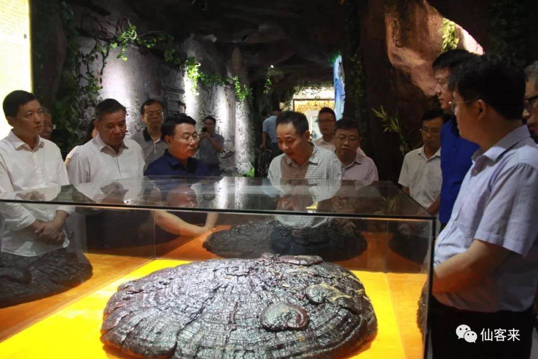 杭州亞運(yùn)會(huì)官方靈芝產(chǎn)品供應(yīng)商|杭州亞運(yùn)會(huì)官方供應(yīng)商|中國(guó)靈芝十大品牌|仙客來靈芝|仙客來靈芝破壁孢子粉|仙客來孢子油|仙客來靈芝飲片|仙客來破壁孢子粉|靈芝孢子油|孢子粉|靈芝破壁孢子粉|靈芝|中華老字號(hào)