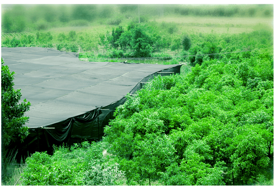 中國靈芝十大品牌|仙客來靈芝|仙客來靈芝破壁孢子粉|仙客來孢子油|仙客來靈芝飲片|仙客來破壁孢子粉|仙客來靈芝中藥飲片|馳名商標|m.sinishell.cn|