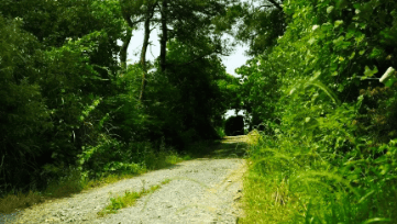 中國靈芝十大品牌|仙客來靈芝|仙客來靈芝破壁孢子粉|仙客來孢子油|仙客來靈芝飲片|仙客來破壁孢子粉|仙客來靈芝中藥飲片|馳名商標|m.sinishell.cn|