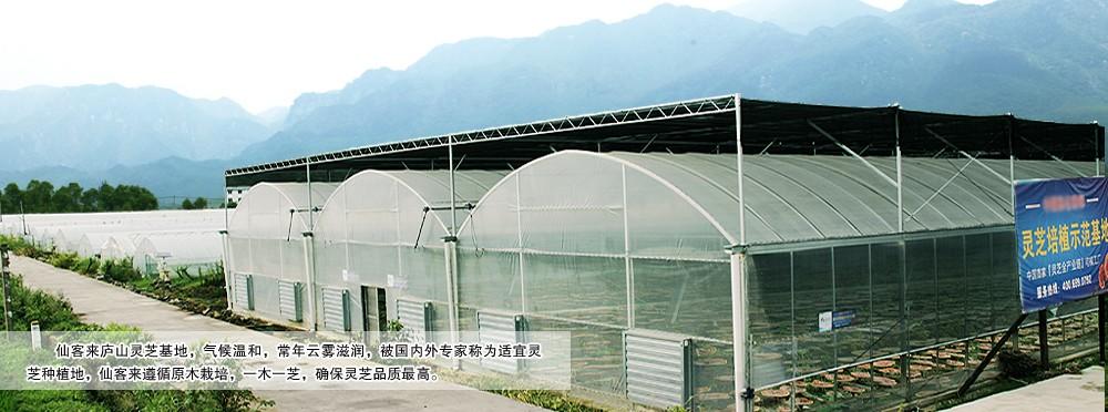 中國靈芝十大品牌|仙客來靈芝|仙客來靈芝破壁孢子粉|仙客來孢子油|仙客來靈芝飲片|仙客來破壁孢子粉|仙客來靈芝中藥飲片|馳名商標|m.sinishell.cn|