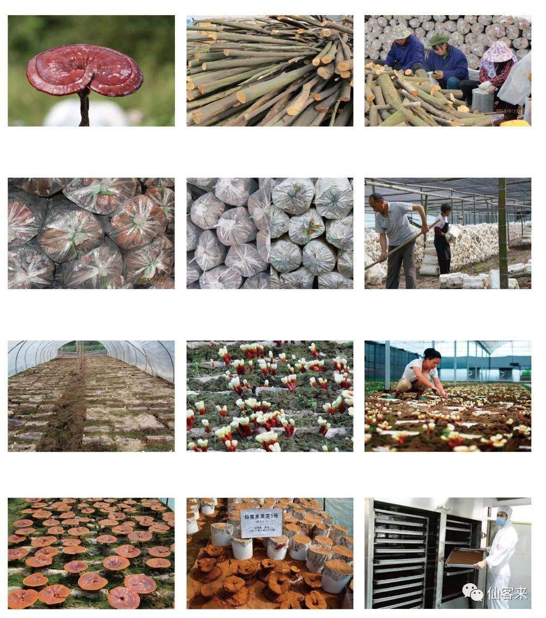 中國靈芝十大品牌|仙客來靈芝|仙客來靈芝破壁孢子粉|仙客來孢子油|仙客來靈芝飲片|仙客來破壁孢子粉|仙客來靈芝中藥飲片|馳名商標|m.sinishell.cn|