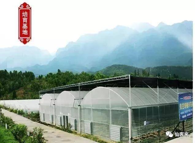 中國靈芝十大品牌|仙客來靈芝|仙客來靈芝破壁孢子粉|仙客來孢子油|仙客來靈芝飲片|仙客來破壁孢子粉|仙客來靈芝中藥飲片|馳名商標(biāo)|m.sinishell.cn|