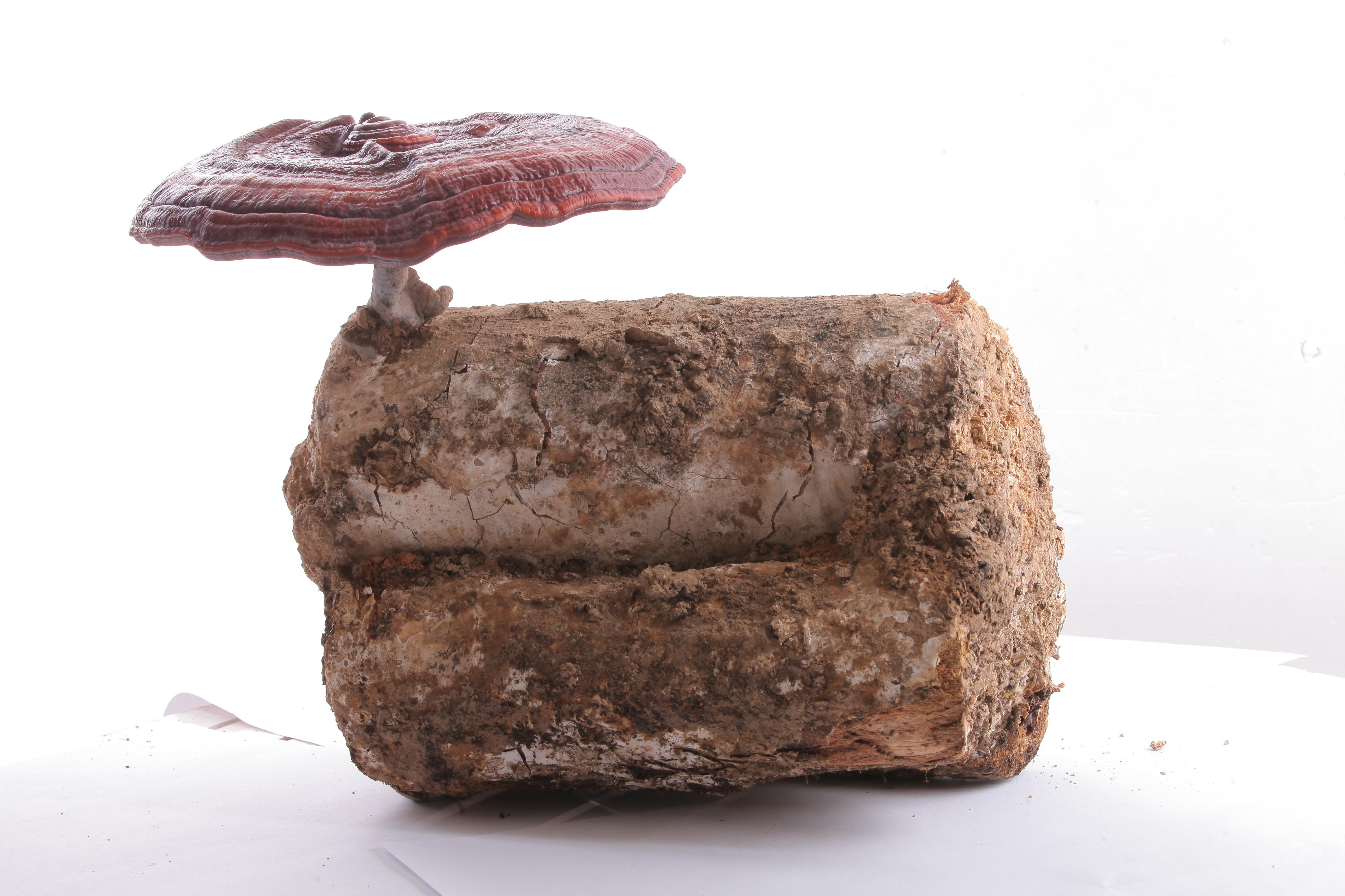 杭州亞運(yùn)會(huì)官方靈芝產(chǎn)品供應(yīng)商|杭州亞運(yùn)會(huì)官方供應(yīng)商|中國靈芝十大品牌|仙客來靈芝|仙客來靈芝破壁孢子粉|仙客來孢子油|仙客來靈芝飲片|仙客來破壁孢子粉|靈芝孢子油|孢子粉|靈芝破壁孢子粉|靈芝|中華老字號(hào)