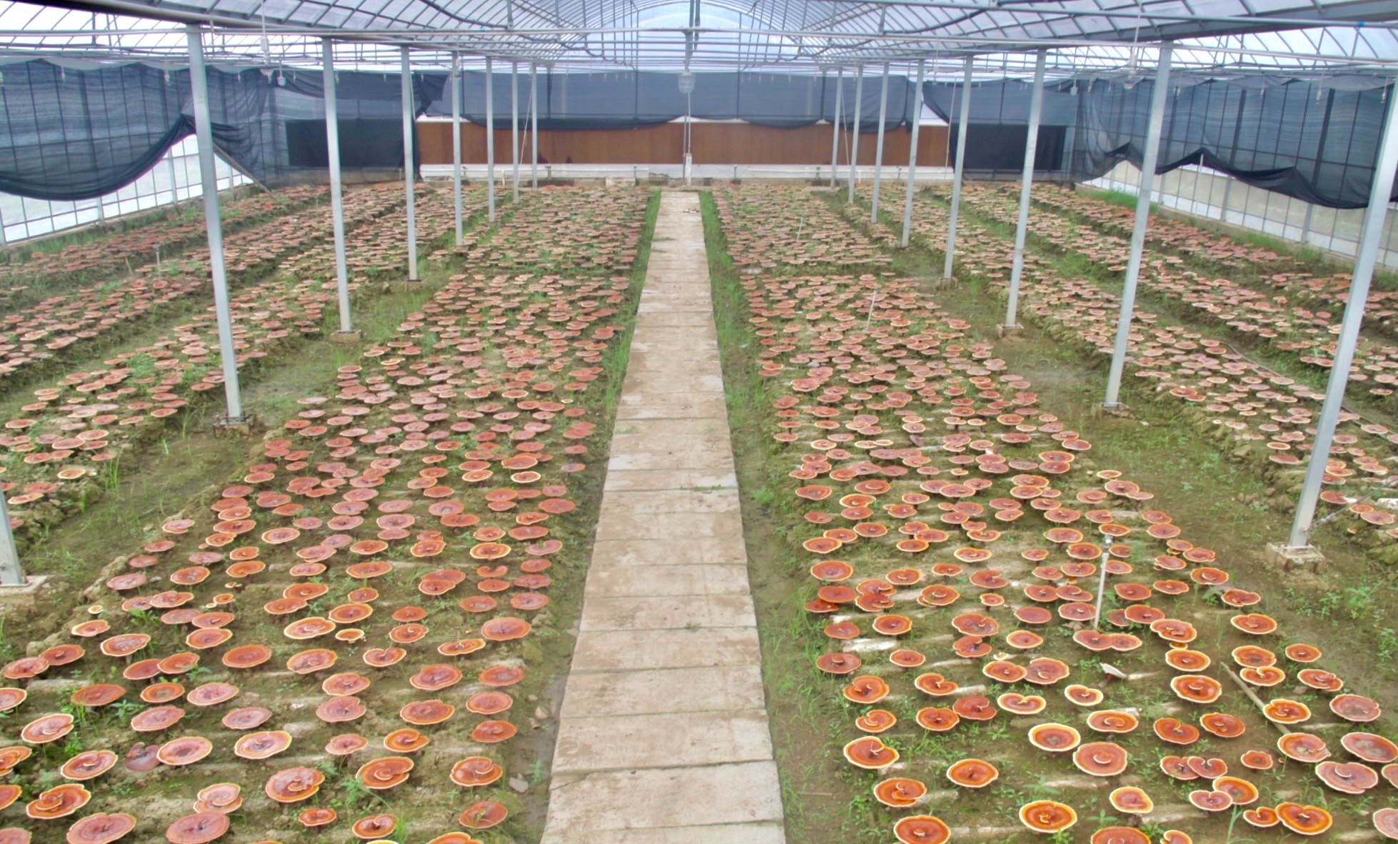 杭州亞運(yùn)會(huì)官方靈芝產(chǎn)品供應(yīng)商|杭州亞運(yùn)會(huì)官方供應(yīng)商|中國靈芝十大品牌|仙客來靈芝|仙客來靈芝破壁孢子粉|仙客來孢子油|仙客來靈芝飲片|仙客來破壁孢子粉|靈芝孢子油|孢子粉|靈芝破壁孢子粉|靈芝|中華老字號 杭州亞運(yùn)會(huì)官方靈芝產(chǎn)品供應(yīng)商|杭州亞運(yùn)會(huì)官方供應(yīng)商|中國靈芝十大品牌|仙客來靈芝|仙客來靈芝破壁孢子粉|仙客來孢子油|仙客來靈芝飲片|仙客來破壁孢子粉|靈芝孢子油|孢子粉|靈芝破壁孢子粉|靈芝|中華老字號