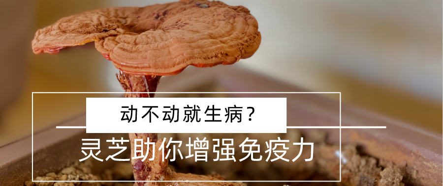 杭州亞運會官方靈芝產(chǎn)品供應(yīng)商|杭州亞運會官方供應(yīng)商|中國靈芝十大品牌|仙客來靈芝|仙客來靈芝破壁孢子粉|仙客來孢子油|仙客來靈芝飲片|仙客來破壁孢子粉|靈芝孢子油|孢子粉|靈芝破壁孢子粉|靈芝|中華老字號 杭州亞運會官方靈芝產(chǎn)品供應(yīng)商|杭州亞運會官方供應(yīng)商|中國靈芝十大品牌|仙客來靈芝|仙客來靈芝破壁孢子粉|仙客來孢子油|仙客來靈芝飲片|仙客來破壁孢子粉|靈芝孢子油|孢子粉|靈芝破壁孢子粉|靈芝|中華老字號