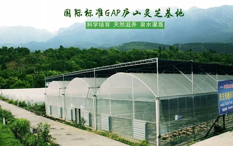 杭州亞運會官方靈芝產(chǎn)品供應(yīng)商|杭州亞運會官方供應(yīng)商|中國靈芝十大品牌|仙客來靈芝|仙客來靈芝破壁孢子粉|仙客來孢子油|仙客來靈芝飲片|仙客來破壁孢子粉|靈芝孢子油|孢子粉|靈芝破壁孢子粉|靈芝|中華老字號 杭州亞運會官方靈芝產(chǎn)品供應(yīng)商|杭州亞運會官方供應(yīng)商|中國靈芝十大品牌|仙客來靈芝|仙客來靈芝破壁孢子粉|仙客來孢子油|仙客來靈芝飲片|仙客來破壁孢子粉|靈芝孢子油|孢子粉|靈芝破壁孢子粉|靈芝|中華老字號