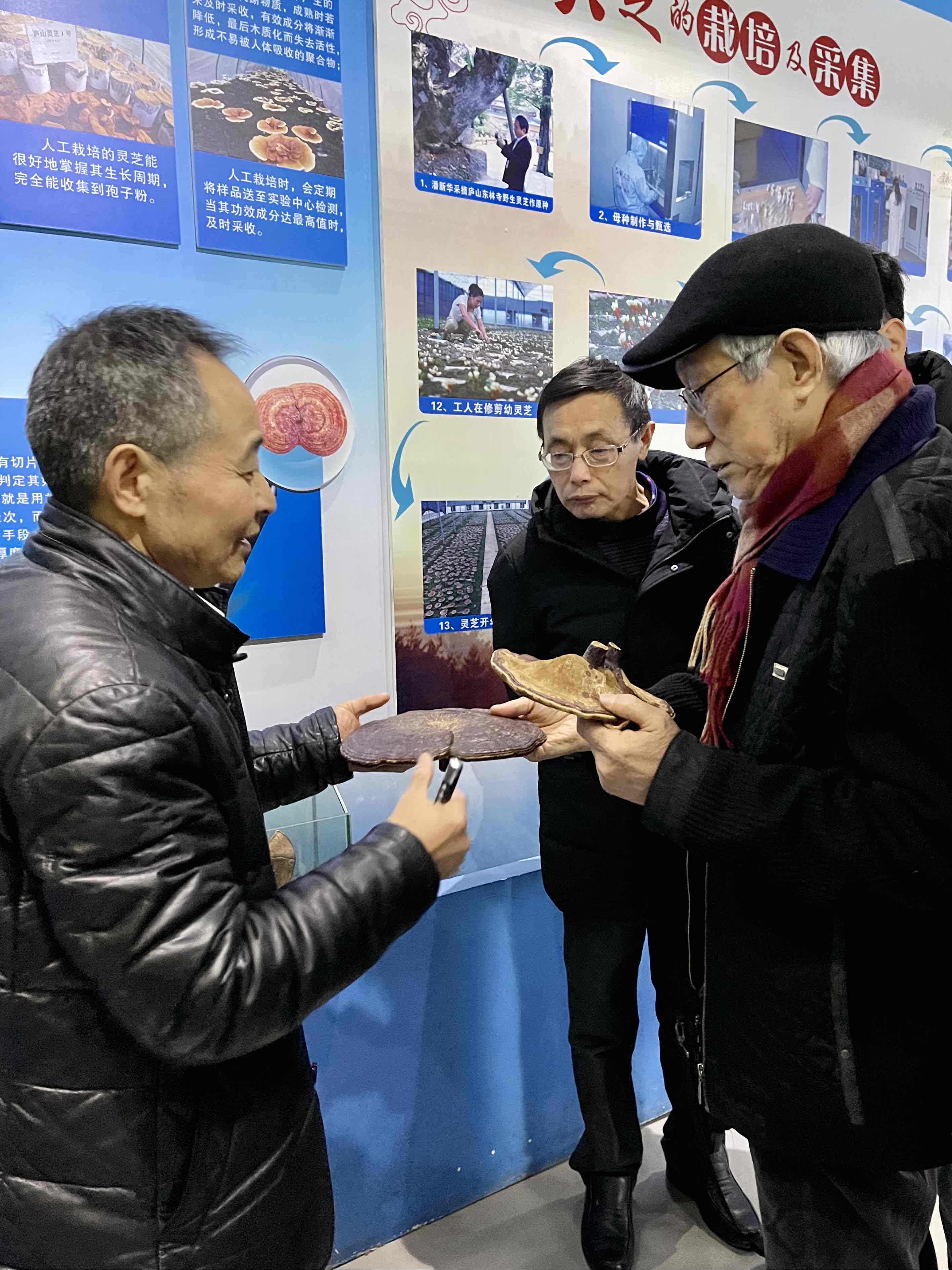 杭州亞運(yùn)會(huì)官方靈芝產(chǎn)品供應(yīng)商|杭州亞運(yùn)會(huì)官方供應(yīng)商|中國(guó)靈芝十大品牌|仙客來(lái)靈芝|仙客來(lái)靈芝破壁孢子粉|仙客來(lái)孢子油|仙客來(lái)靈芝飲片|仙客來(lái)破壁孢子粉|靈芝孢子油|孢子粉|靈芝破壁孢子粉|靈芝|中華老字號(hào)