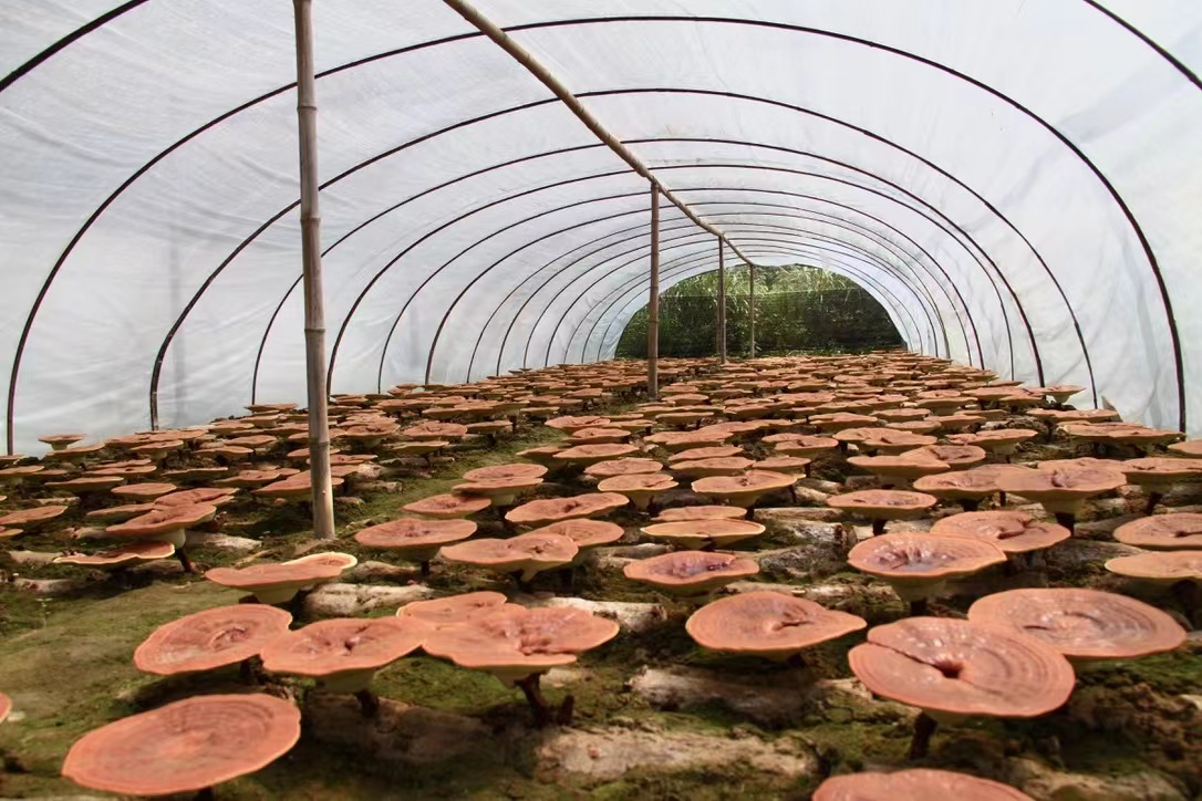 杭州亞運會官方靈芝產品供應商|杭州亞運會官方供應商|中國靈芝十大品牌|仙客來靈芝|仙客來靈芝破壁孢子粉|仙客來孢子油|仙客來靈芝飲片|仙客來破壁孢子粉|靈芝孢子油|孢子粉|靈芝破壁孢子粉|靈芝|中華老字號 杭州亞運會官方靈芝產品供應商|杭州亞運會官方供應商|中國靈芝十大品牌|仙客來靈芝|仙客來靈芝破壁孢子粉|仙客來孢子油|仙客來靈芝飲片|仙客來破壁孢子粉|靈芝孢子油|孢子粉|靈芝破壁孢子粉|靈芝|中華老字號