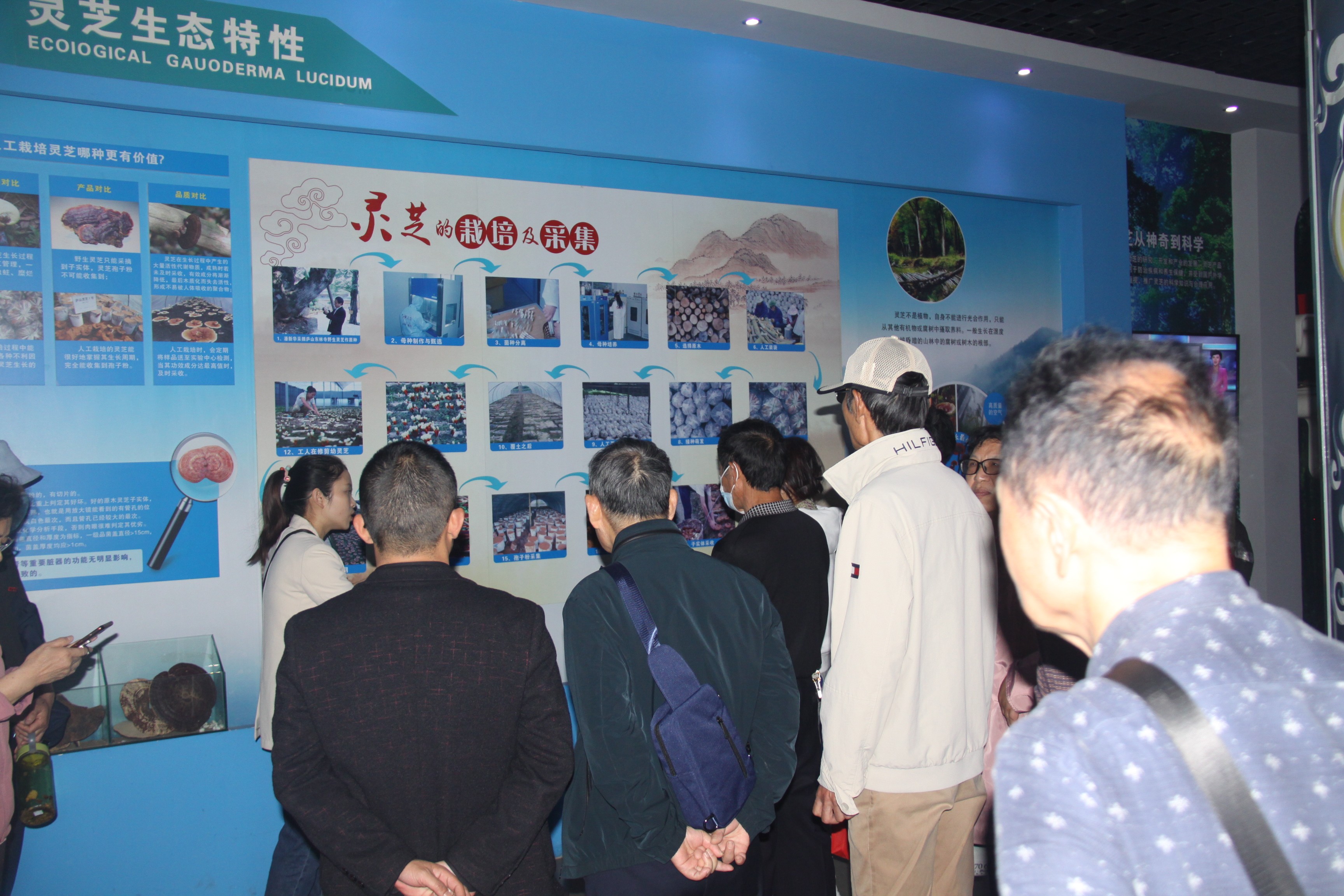 杭州亞運會官方靈芝產(chǎn)品供應商|杭州亞運會官方供應商|中國靈芝十大品牌|仙客來靈芝|仙客來靈芝破壁孢子粉|仙客來孢子油|仙客來靈芝飲片|仙客來破壁孢子粉|靈芝孢子油|孢子粉|靈芝破壁孢子粉|靈芝|中華老字號