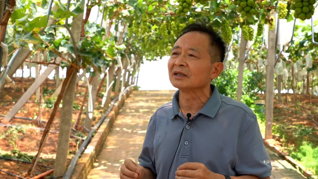 杭州亞運會官方靈芝產(chǎn)品供應(yīng)商|杭州亞運會官方供應(yīng)商|中國靈芝十大品牌|仙客來靈芝|仙客來靈芝破壁孢子粉|仙客來孢子油|仙客來靈芝飲片|仙客來破壁孢子粉|靈芝孢子油|孢子粉|靈芝破壁孢子粉|靈芝|中華老字號 杭州亞運會官方靈芝產(chǎn)品供應(yīng)商|杭州亞運會官方供應(yīng)商|中國靈芝十大品牌|仙客來靈芝|仙客來靈芝破壁孢子粉|仙客來孢子油|仙客來靈芝飲片|仙客來破壁孢子粉|靈芝孢子油|孢子粉|靈芝破壁孢子粉|靈芝|中華老字號