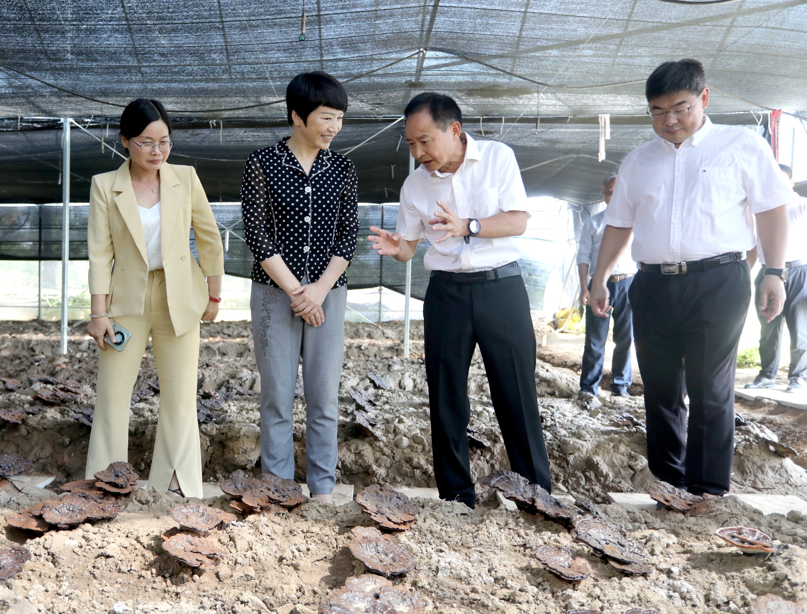 杭州亞運(yùn)會(huì)官方靈芝產(chǎn)品供應(yīng)商|杭州亞運(yùn)會(huì)官方供應(yīng)商|中國(guó)靈芝十大品牌|仙客來(lái)靈芝|仙客來(lái)靈芝破壁孢子粉|仙客來(lái)孢子油|仙客來(lái)靈芝飲片|仙客來(lái)破壁孢子粉|靈芝孢子油|孢子粉|靈芝破壁孢子粉|靈芝|中華老字號(hào) 杭州亞運(yùn)會(huì)官方靈芝產(chǎn)品供應(yīng)商|杭州亞運(yùn)會(huì)官方供應(yīng)商|中國(guó)靈芝十大品牌|仙客來(lái)靈芝|仙客來(lái)靈芝破壁孢子粉|仙客來(lái)孢子油|仙客來(lái)靈芝飲片|仙客來(lái)破壁孢子粉|靈芝孢子油|孢子粉|靈芝破壁孢子粉|靈芝|中華老字號(hào)