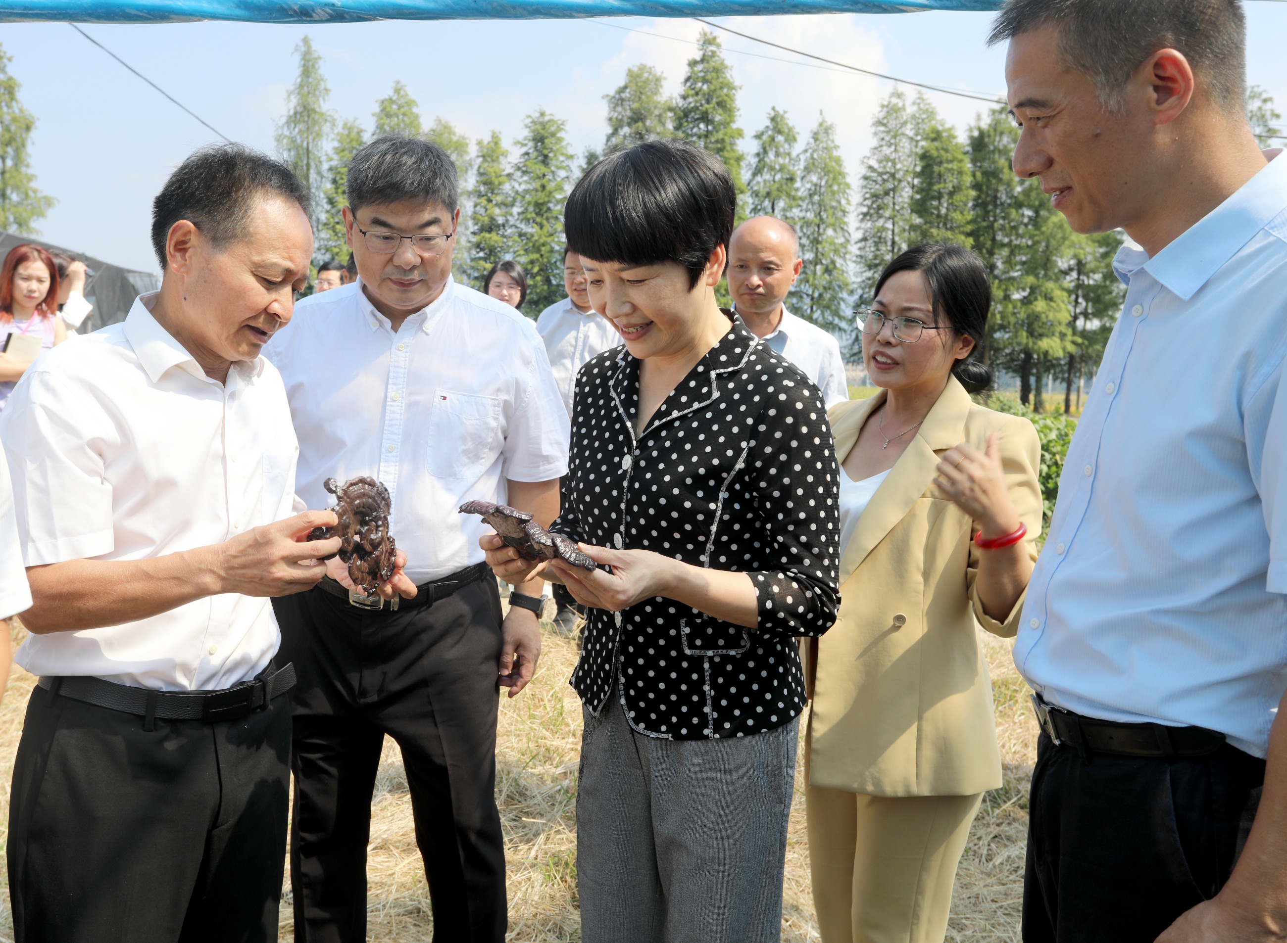 杭州亞運(yùn)會(huì)官方靈芝產(chǎn)品供應(yīng)商|杭州亞運(yùn)會(huì)官方供應(yīng)商|中國(guó)靈芝十大品牌|仙客來(lái)靈芝|仙客來(lái)靈芝破壁孢子粉|仙客來(lái)孢子油|仙客來(lái)靈芝飲片|仙客來(lái)破壁孢子粉|靈芝孢子油|孢子粉|靈芝破壁孢子粉|靈芝|中華老字號(hào) 杭州亞運(yùn)會(huì)官方靈芝產(chǎn)品供應(yīng)商|杭州亞運(yùn)會(huì)官方供應(yīng)商|中國(guó)靈芝十大品牌|仙客來(lái)靈芝|仙客來(lái)靈芝破壁孢子粉|仙客來(lái)孢子油|仙客來(lái)靈芝飲片|仙客來(lái)破壁孢子粉|靈芝孢子油|孢子粉|靈芝破壁孢子粉|靈芝|中華老字號(hào)
