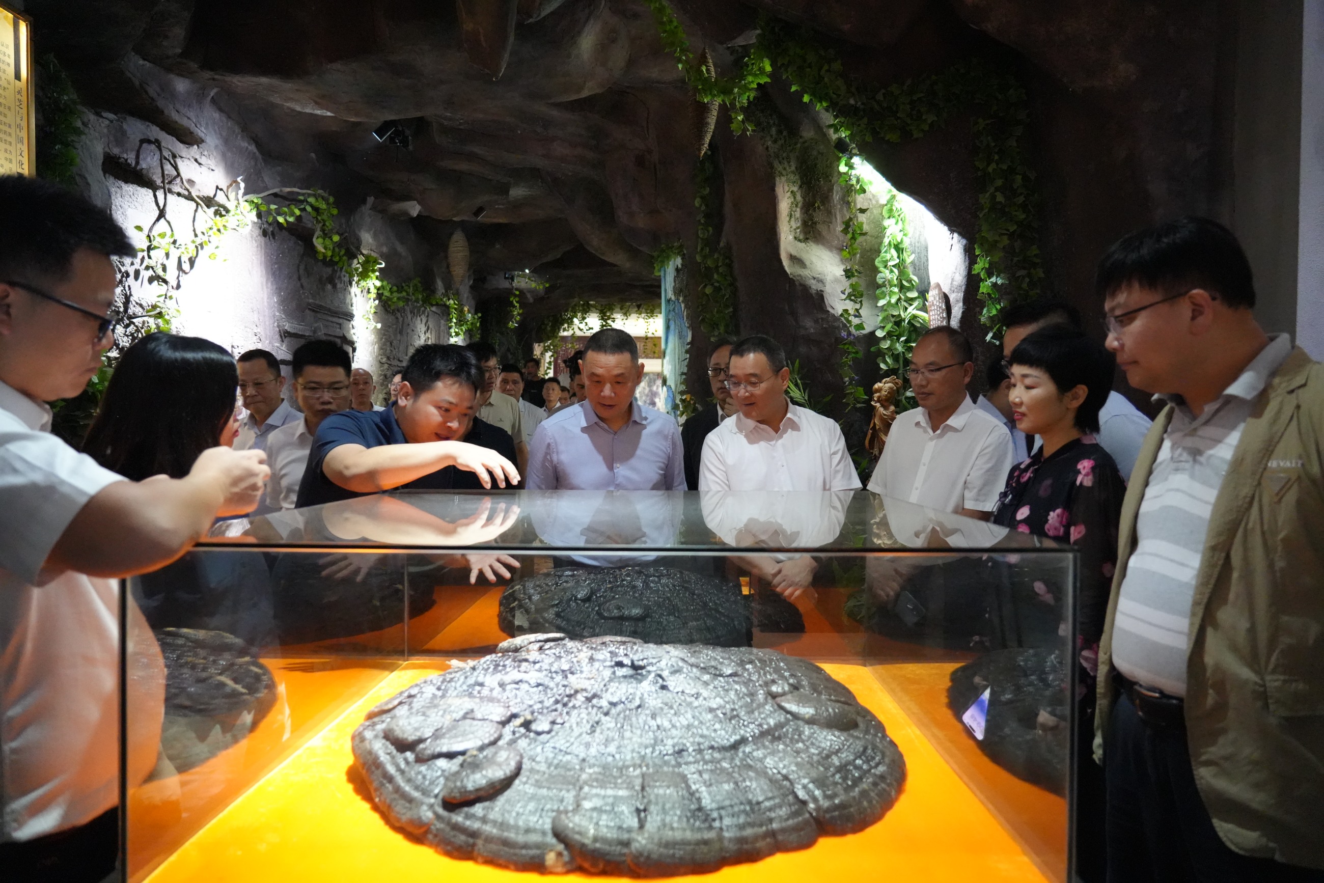 杭州亞運會官方靈芝產(chǎn)品供應商|杭州亞運會官方供應商|中國靈芝十大品牌|仙客來靈芝|仙客來靈芝破壁孢子粉|仙客來孢子油|仙客來靈芝飲片|仙客來破壁孢子粉|靈芝孢子油|孢子粉|靈芝破壁孢子粉|靈芝|中華老字號