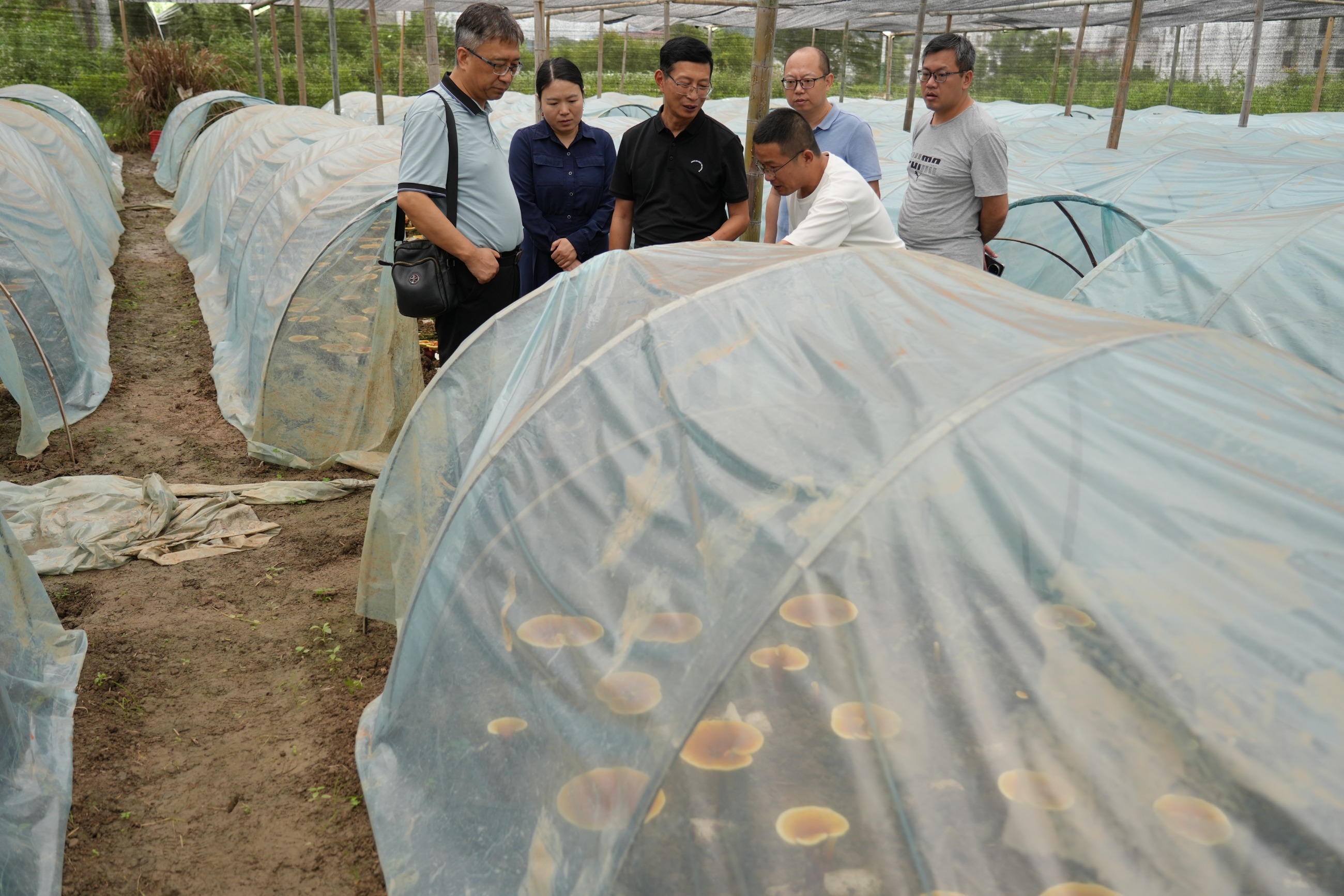 杭州亞運會官方靈芝產(chǎn)品供應商|杭州亞運會官方供應商|中國靈芝十大品牌|仙客來靈芝|仙客來靈芝破壁孢子粉|仙客來孢子油|仙客來靈芝飲片|仙客來破壁孢子粉|靈芝孢子油|孢子粉|靈芝破壁孢子粉|靈芝|中華老字號