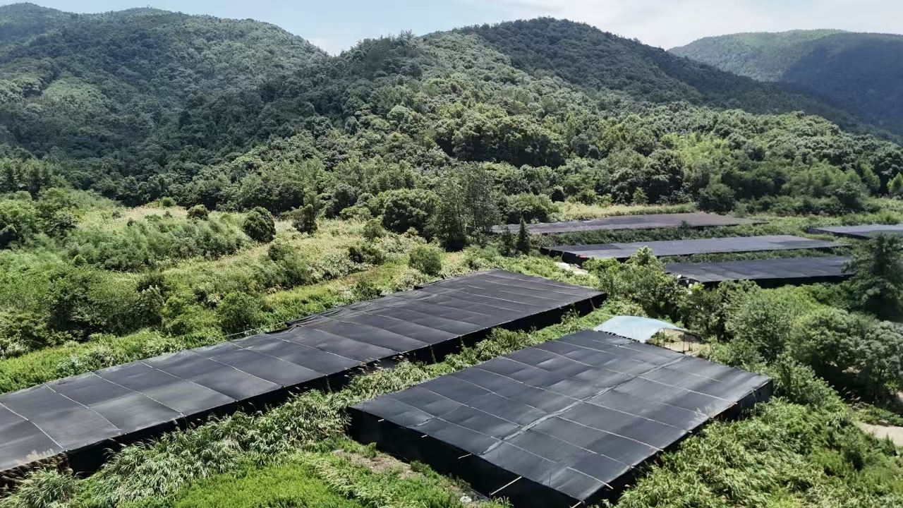 杭州亞運(yùn)會(huì)官方靈芝產(chǎn)品供應(yīng)商|杭州亞運(yùn)會(huì)官方供應(yīng)商|中國(guó)靈芝十大品牌|仙客來(lái)靈芝|仙客來(lái)靈芝破壁孢子粉|仙客來(lái)孢子油|仙客來(lái)靈芝飲片|仙客來(lái)破壁孢子粉|靈芝孢子油|孢子粉|靈芝破壁孢子粉|靈芝|中華老字號(hào) 杭州亞運(yùn)會(huì)官方靈芝產(chǎn)品供應(yīng)商|杭州亞運(yùn)會(huì)官方供應(yīng)商|中國(guó)靈芝十大品牌|仙客來(lái)靈芝|仙客來(lái)靈芝破壁孢子粉|仙客來(lái)孢子油|仙客來(lái)靈芝飲片|仙客來(lái)破壁孢子粉|靈芝孢子油|孢子粉|靈芝破壁孢子粉|靈芝|中華老字號(hào)