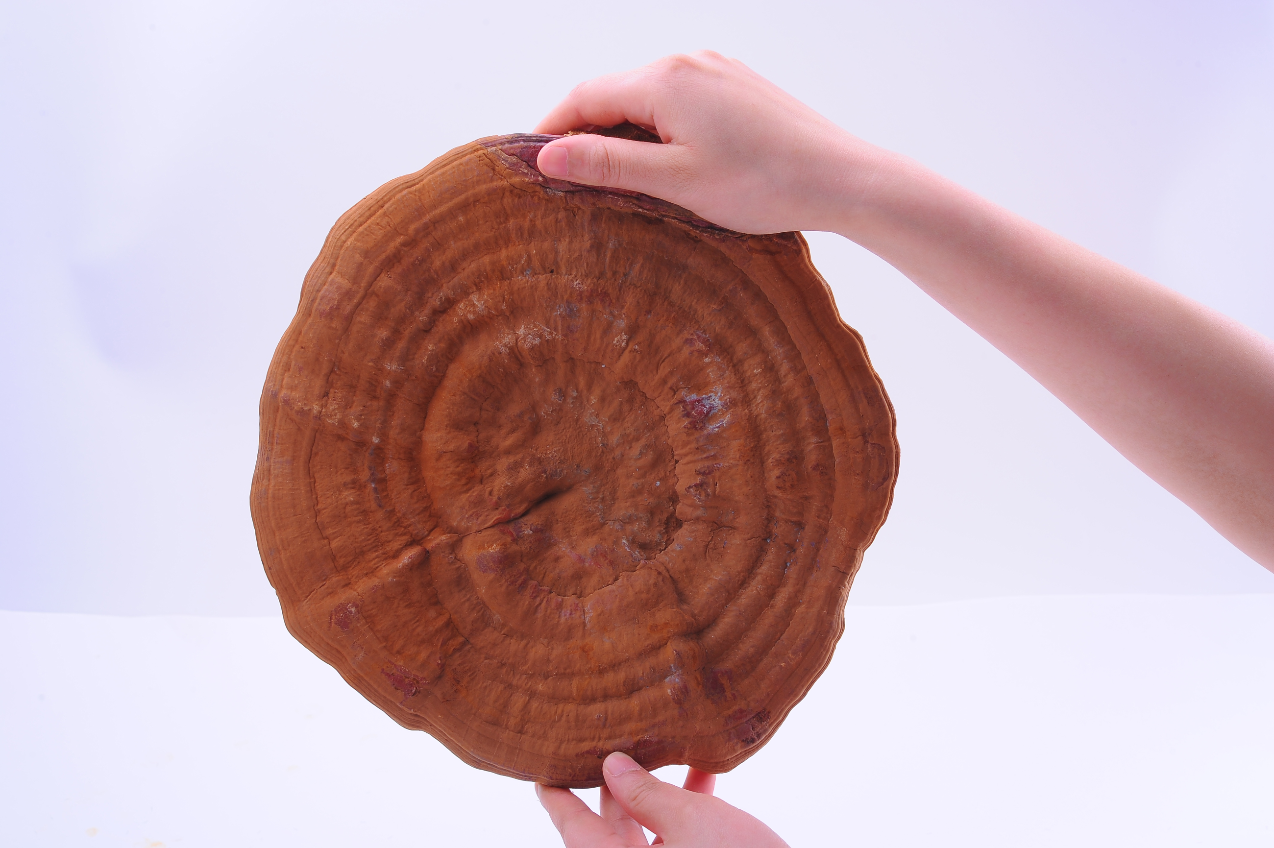 杭州亞運會官方靈芝產(chǎn)品供應商|杭州亞運會官方供應商|中國靈芝十大品牌|仙客來靈芝|仙客來靈芝破壁孢子粉|仙客來孢子油|仙客來靈芝飲片|仙客來破壁孢子粉|靈芝孢子油|孢子粉|靈芝破壁孢子粉|靈芝|中華老字號 杭州亞運會官方靈芝產(chǎn)品供應商|杭州亞運會官方供應商|中國靈芝十大品牌|仙客來靈芝|仙客來靈芝破壁孢子粉|仙客來孢子油|仙客來靈芝飲片|仙客來破壁孢子粉|靈芝孢子油|孢子粉|靈芝破壁孢子粉|靈芝|中華老字號