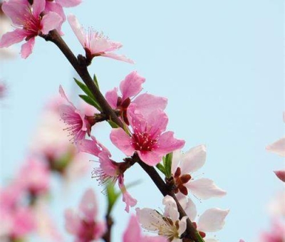 清明小長(zhǎng)假謹(jǐn)防疫情！健康長(zhǎng)壽請(qǐng)謹(jǐn)記這“三個(gè)字”