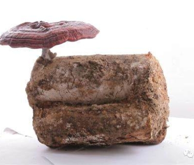 明朝開國(guó)皇帝朱元璋遇見(jiàn)廬山  摯愛(ài)這件瑰寶