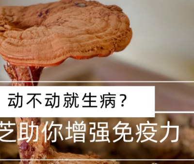 靈芝，預防您夏季上“火”