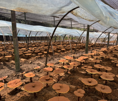 共同見證！首屆靈芝日慶典暨仙客來與北京大學(xué)醫(yī)學(xué)部科研成果發(fā)布會舉行