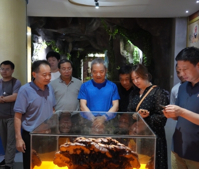 中國(guó)中藥協(xié)會(huì)領(lǐng)導(dǎo)一行參訪仙客來靈芝